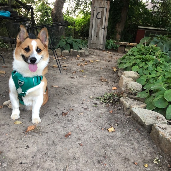 Meet your Posher, Cassidy - Picture 4 of 4